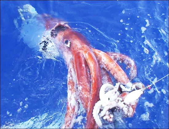 calamaro gigante1