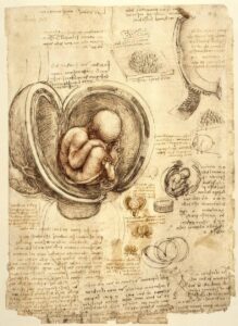 Feto nell'utero Leonardo da Vinci